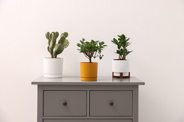 Fototapeta premium Different green houseplants on grey dresser near white wall indoors