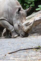 Obraz premium Northern White Rhino (Ceratotherium simum cottoni) - Native to grasslands of East and Central Africa