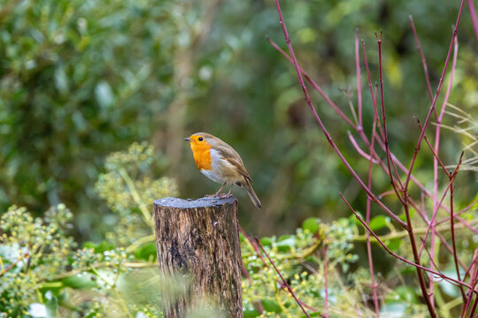 European Robin (Erithacus rubecula) - Common in gardens and woodlands throughout Europe and North Africa