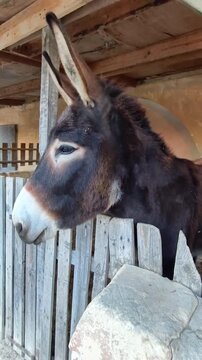 Close portrait of a braying donkey in a rustic stall