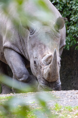 Naklejka premium Northern White Rhino (Ceratotherium simum cottoni) - Native to grasslands of East and Central Africa