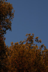 Obraz premium Golden hour sunlight on pine needles with blue sky background
