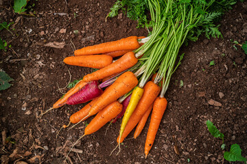 A bunch of freshly harvested multicolored carrots.