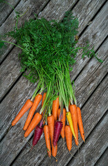 A bunch of freshly harvested multicolored carrots on a wood plank background.