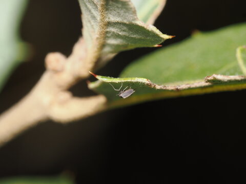 ​Se trata de un peque&ntilde;o insecto del orden Hemiptera, probablemente un ejemplar de la familia Aphididae (pulg&oacute;n alado), refugiado bajo el borde espinoso de una hoja de acebo.
