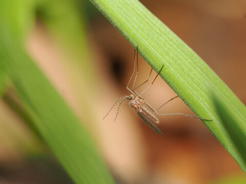 Se trata de un d&iacute;ptero nemat&oacute;cero, probablemente un mosquito de las agallas (Cecidomyiidae), distinguible por sus patas extremadamente largas y antenas plumosas muy desarrolladas.