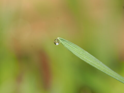 Aunque la imagen se centra en una gota de roc&iacute;o, la planta es una gram&iacute;nea silvestre (familia Poaceae), cuya hoja act&uacute;a como soporte para el fen&oacute;meno f&iacute;sico de la tensi&oacute;n superficial.