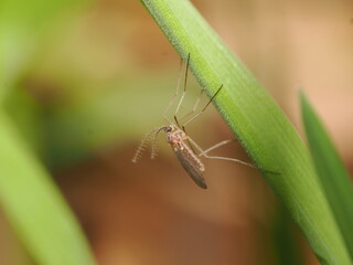 Se trata de un d&iacute;ptero nemat&oacute;cero, probablemente un mosquito de las agallas (Cecidomyiidae), distinguible por sus patas extremadamente largas y antenas plumosas muy desarrolladas.