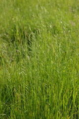 Obraz premium Fieder-Zwenke, Brachypodium pinnatum