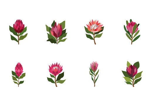 Pink Flower King Protea llustration Set