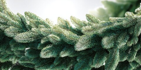 Close-up of a lush green fir tree branch with soft sunlight filtering through the needles pine needles