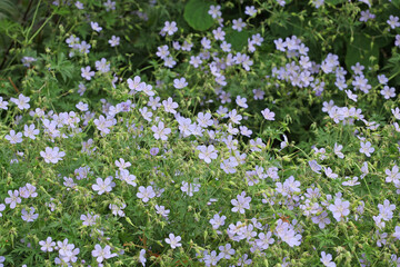 Hardy geranium &lsquo;Blue Cloud&rsquo; in flower.