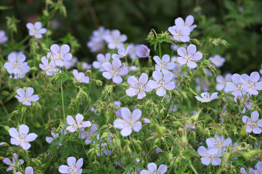 Hardy geranium &lsquo;Blue Cloud&rsquo; in flower.