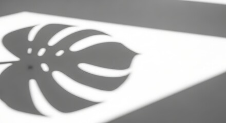 Monstera leaf shadow