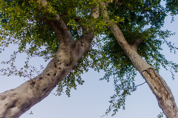 Tall Tree Trunk With Green Foliage Against a Clear Blue Sky