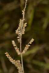 Fototapeta premium Hühnerhirse, Echinochloa crus-galli
