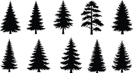 Set of Black Silhouette Pine Trees and Fir Trees on White Background Keywords: pine tree, fir tree, evergreen, conifer