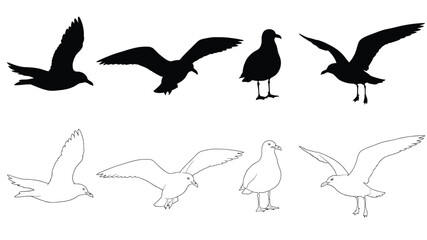 Silhouettes and outlines of seagulls in various flying and standing poses © ShapeCraft