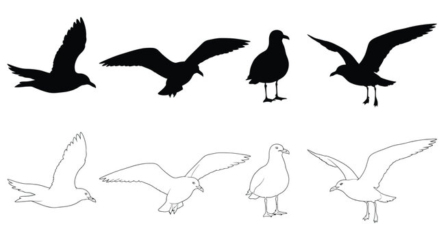 Silhouettes and outlines of seagulls in various flying and standing poses