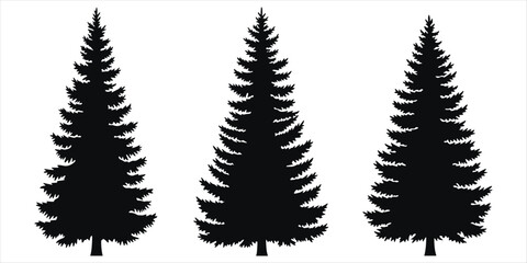 Three Tall Silhouetted Evergreen Trees on White Background Keywords: evergreen, tree, pine, fir, spruce, conifer, silhouette
