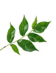 Naklejka premium A detailed photograph of a green branch with multiple leaves isolated on a transparent background green leaves