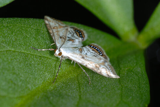 Wasserlinsenz&uuml;nsler, Cataclysta lemnata