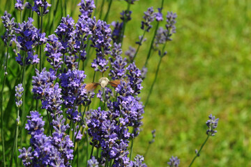Taubenschwänzchen, Macroglossum stellatarum © Peter Oetelshofen