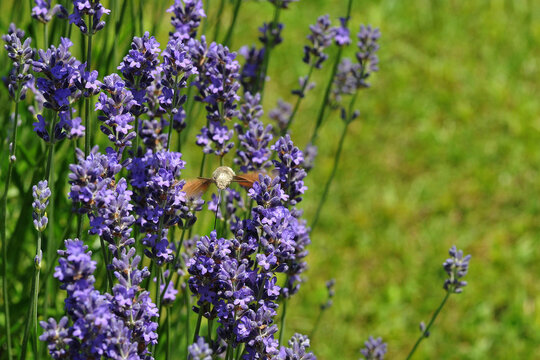 Taubenschw&auml;nzchen, Macroglossum stellatarum