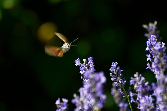 Taubenschw&auml;nzchen, Macroglossum stellatarum