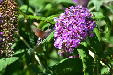 Taubenschwänzchen, Macroglossum stellatarum © Peter Oetelshofen