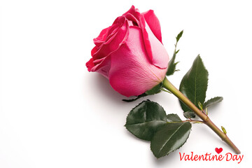 Single pink rose isolated on white background