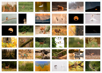 Collage with different wild animals