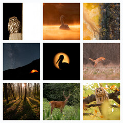 Collage with different wild animals