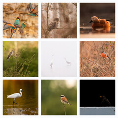 Collage with different wild animals