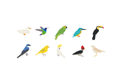Colorful Flat Bird Species Illustration Set