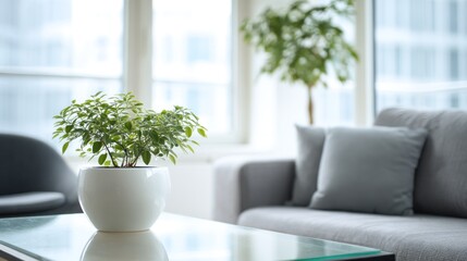 Indoor plant on a table in a bright living room.