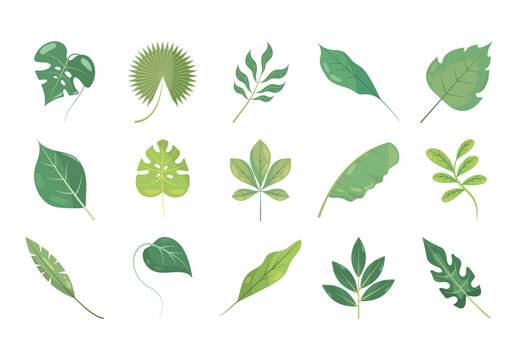 Green Botanical Nature Tropical Leaves Illustrations Set