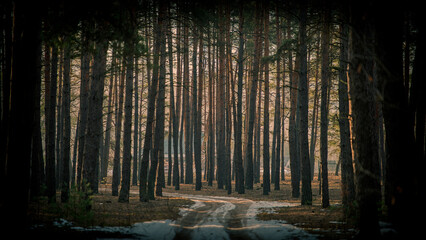 A dirt road and snow against the background of dark silhouettes of pine trees in the morning in a winter forest.