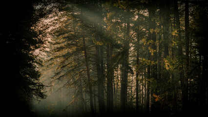 Sunbeam on the background of dark silhouettes of pine trees in the morning in a winter forest.