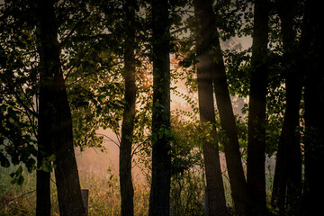 Dark silhouettes of trees in the summer misty morning light.