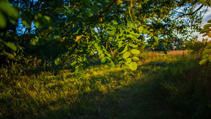 Green acacia foliage in the morning sunlight.