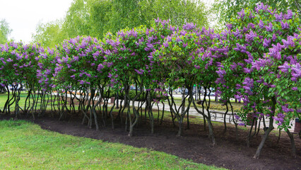 Blooming lilac bushes in a spring park.