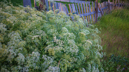 Flowering plant and wooden fence in the countryside.