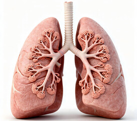 Human Respiratory System Anatomy Showing Bronchial Tree and Lung Internal Structure