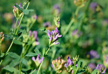 Obraz premium Flowering purple alfalfa (Medicago sativa) plant on green field.