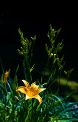 Kwitnący kwiat Liliowca ż&oacute;łtego 2025