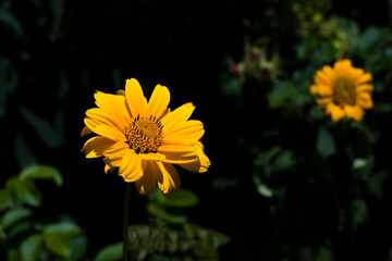 Kwitnące w ogrodzie Słoneczniki 2025