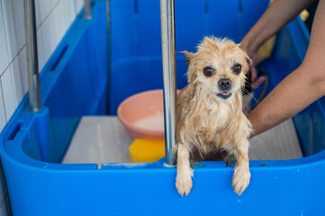 Cute Pomeranian at the grooming. Dog in the shower. 