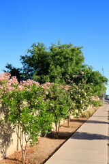 Anacahuita shrubs and Pink Oleander live fence along xeriscaped major avenue sidewalk in a desert city of Phoenix, Arizona, under a clear blue sky; copy space