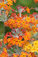 Colourful orange Primrose &lsquo;Candelabra&rsquo; hybrids in flower